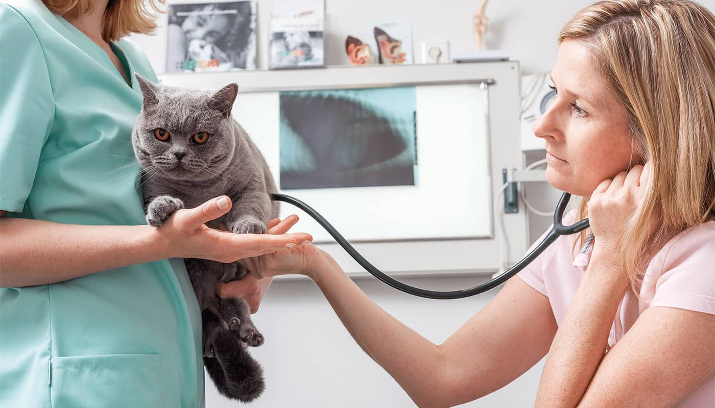 Tierarzt Diagnostik Behandlung